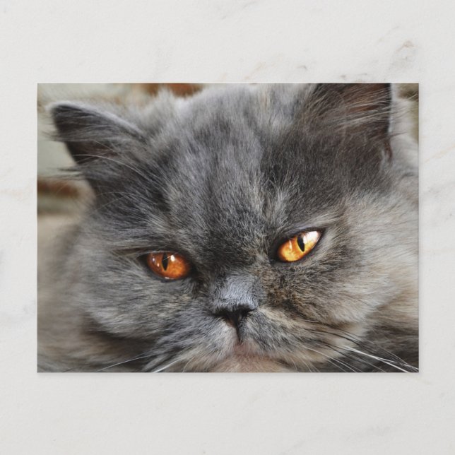 Ostört vykort för katt (Framsida)