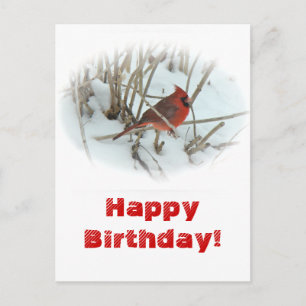 Östra av kardinal Songbird Postcard Vykort
