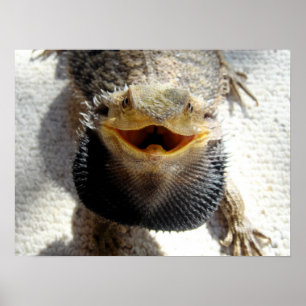 Östra Beared Dragon - Pogona barbata Poster