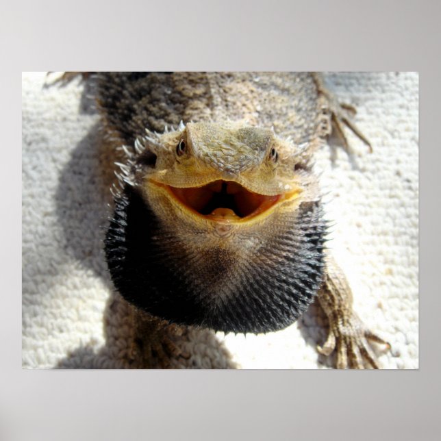 Östra Beared Dragon - Pogona barbata Poster (Framsidan)