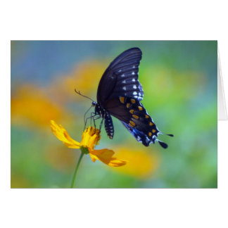 Östra Black Swallowtail OBS Kort