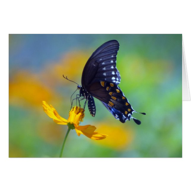 Östra Black Swallowtail OBS Kort (Framsidan Horizontal)