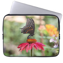 Östra Black Swallowtail på Cone Flower