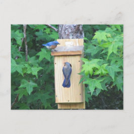 Östra Blue Birds house-uppvärmning Vykort