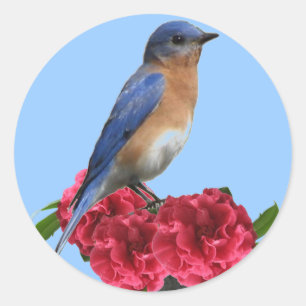 Östra Bluebird Camellia Sticker Runt Klistermärke