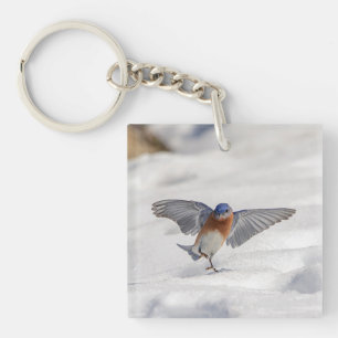 Östra Bluebird dans i snö