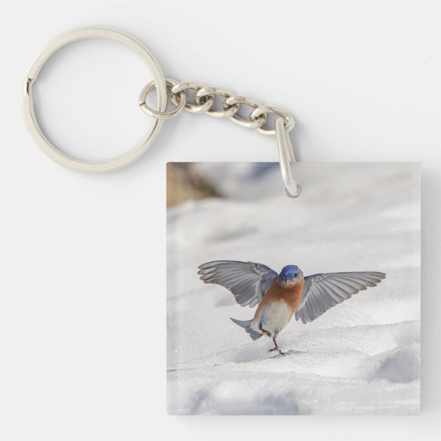 Östra Bluebird dans i snö (Framsidan)