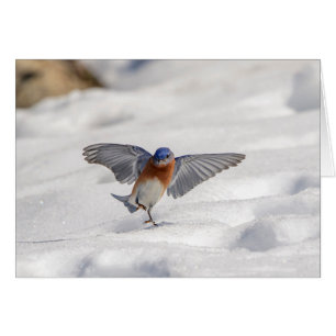 Östra Bluebird dans i snö Hälsningskort