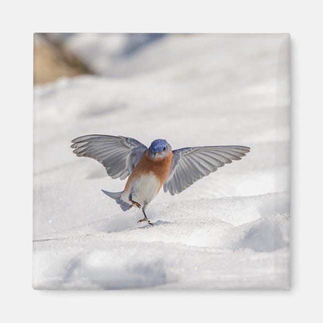 Östra Bluebird dans i snö Magnet (Framsidan)