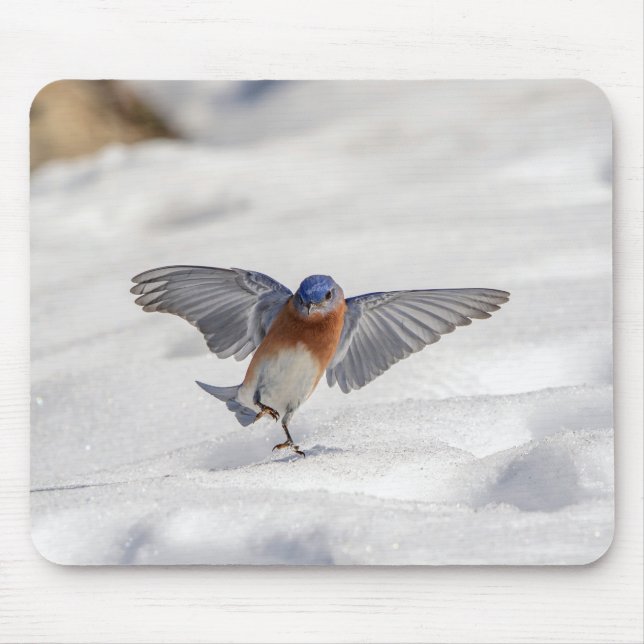 Östra Bluebird dans i snö Musmatta (Framsidan)