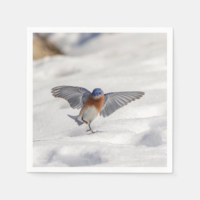Östra Bluebird dans i snö Pappersservett (Framsidan)