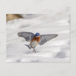 Östra Bluebird dans i snö Vykort