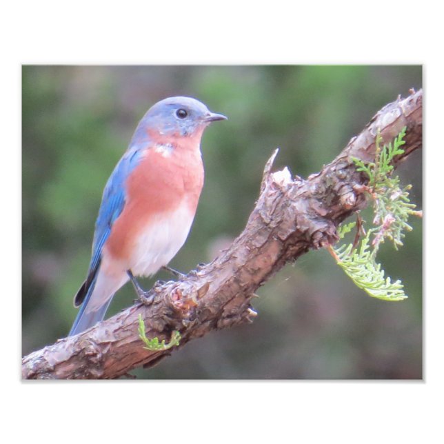 Östra Bluebird Fototryck (Framsidan)