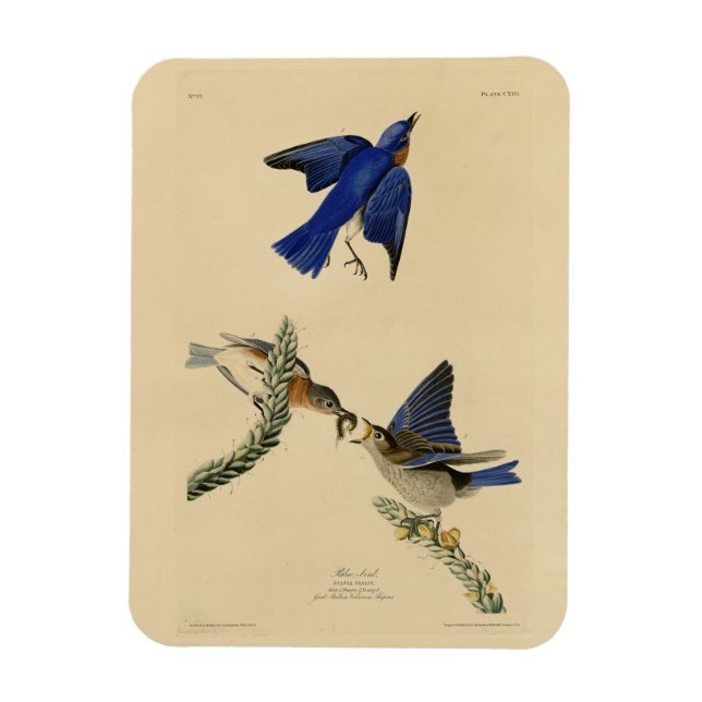 Östra Bluebird från Audubon's Birds of America Magnet (Vertikal)