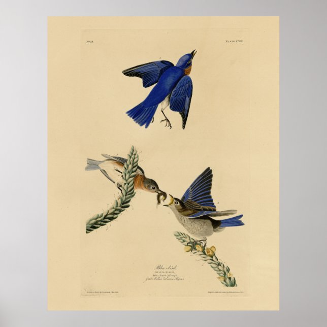 Östra Bluebird från Audubon's Birds of America Poster (Framsidan)