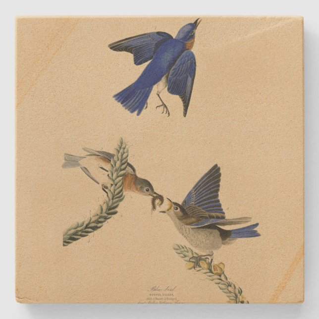 Östra Bluebird från Audubon's Birds of America Stenunderlägg (Framsidan)