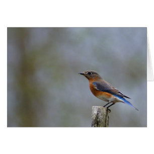 Östra Bluebird Hälsningskort