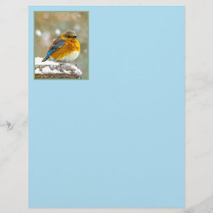 Östra Bluebird in Snö - Originalfoto