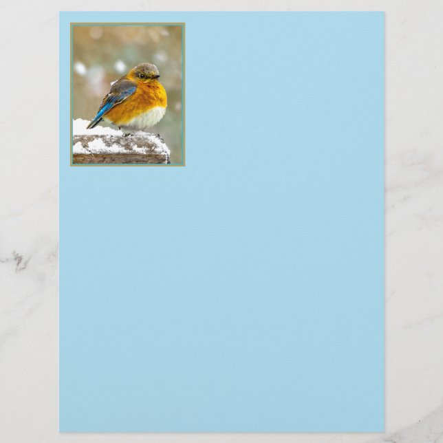 Östra Bluebird in Snö - Originalfoto (Framsida)