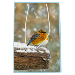 Östra Bluebird in Snö - Originalfoto