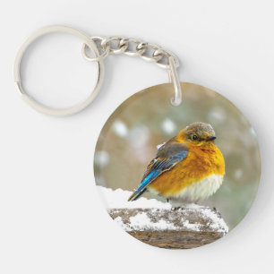 Östra Bluebird in Snö - Originalfoto