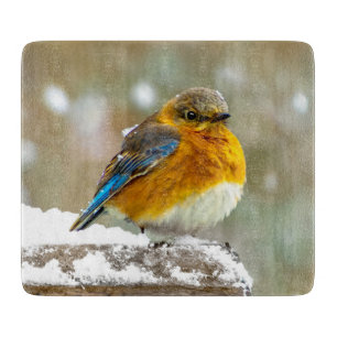 Östra Bluebird in Snö - Originalfoto