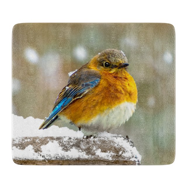 Östra Bluebird in Snö - Originalfoto (Framsidan)