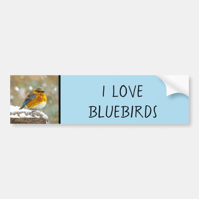 Östra Bluebird in Snö - Originalfoto Bildekal (Framsidan)