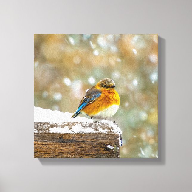 Östra Bluebird in Snö - Originalfoto Canvastryck (Framsida)