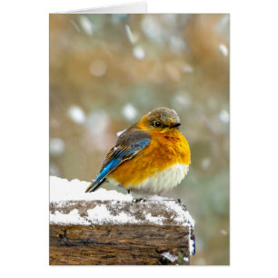 Östra Bluebird in Snö - Originalfoto Hälsningskort
