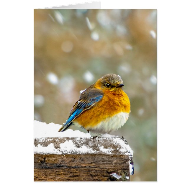 Östra Bluebird in Snö - Originalfoto Hälsningskort (Framsidan)