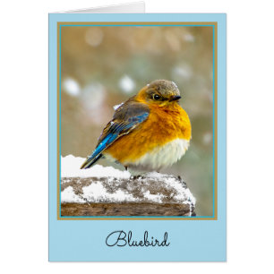 Östra Bluebird in Snö - Originalfoto Hälsningskort