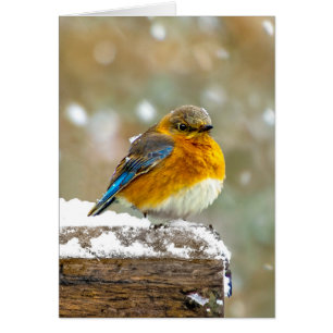Östra Bluebird in Snö - Originalfoto Hälsningskort