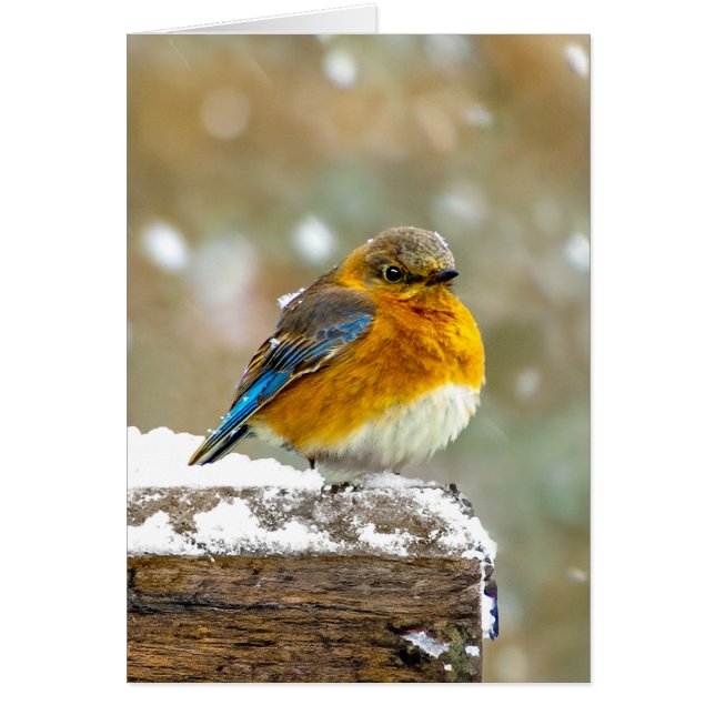 Östra Bluebird in Snö - Originalfoto Hälsningskort (Framsidan)