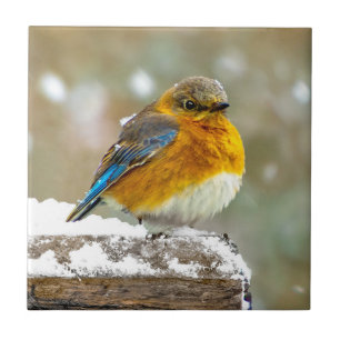 Östra Bluebird in Snö - Originalfoto Kakelplatta