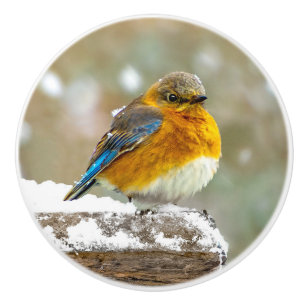 Östra Bluebird in Snö - Originalfoto Knopp