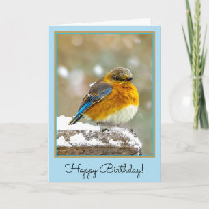 Östra Bluebird in Snö - Originalfoto Kort