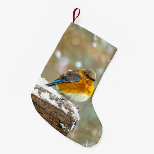 Östra Bluebird in Snö - Originalfoto Liten Julstrumpa