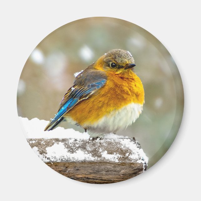 Östra Bluebird in Snö - Originalfoto Magnet (Framsidan)