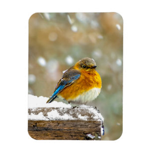 Östra Bluebird in Snö - Originalfoto Magnet