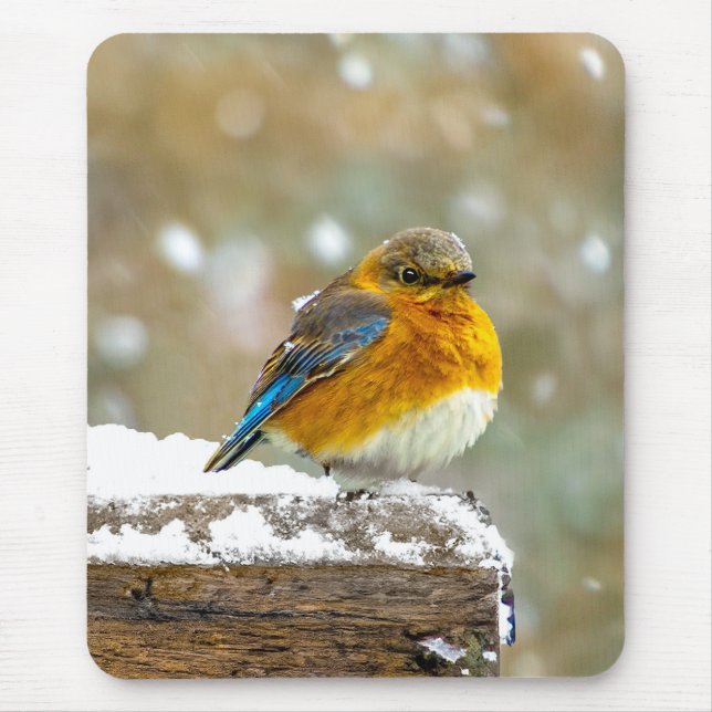 Östra Bluebird in Snö - Originalfoto Musmatta (Framsidan)