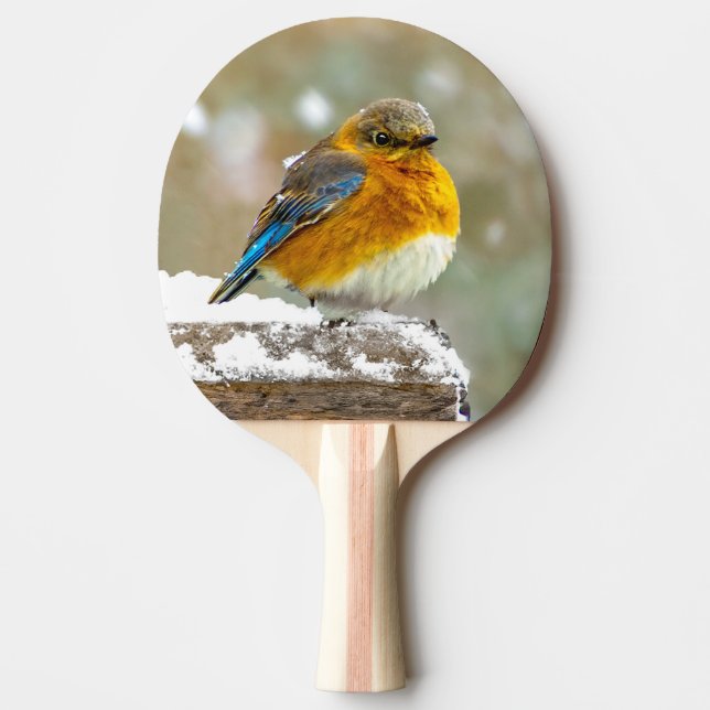 Östra Bluebird in Snö - Originalfoto Pingisracket (Framsidan)