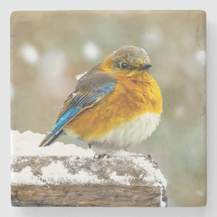 Östra Bluebird in Snö - Originalfoto Stenunderlägg
