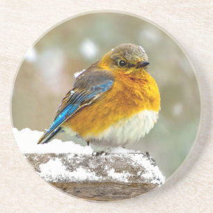 Östra Bluebird in Snö - Originalfoto Underlägg
