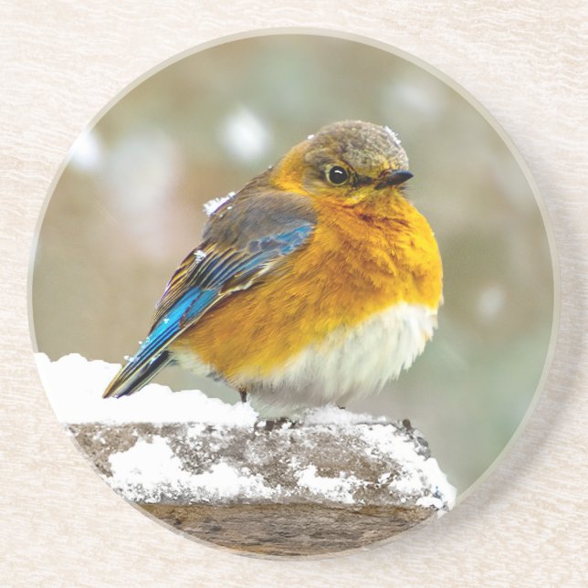 Östra Bluebird in Snö - Originalfoto Underlägg (Framsidan)