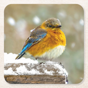 Östra Bluebird in Snö - Originalfoto Underlägg Papper Kvadrat