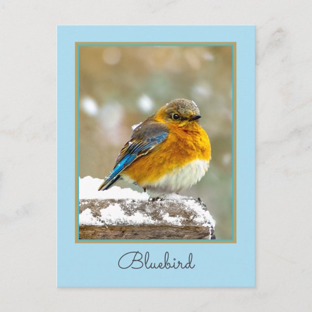 Östra Bluebird in Snö - Originalfoto Vykort (Framsida)