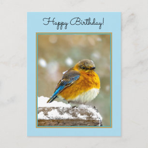 Östra Bluebird in Snö - Originalfoto Vykort