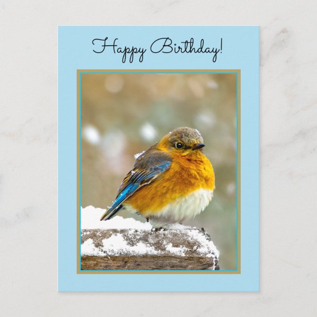 Östra Bluebird in Snö - Originalfoto Vykort (Framsida)