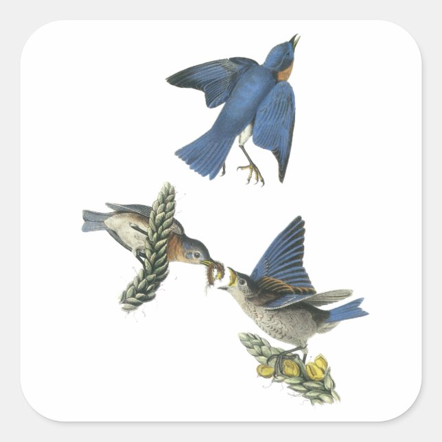 Östra Bluebird, John Audubon Fyrkantigt Klistermärke (Framsida)